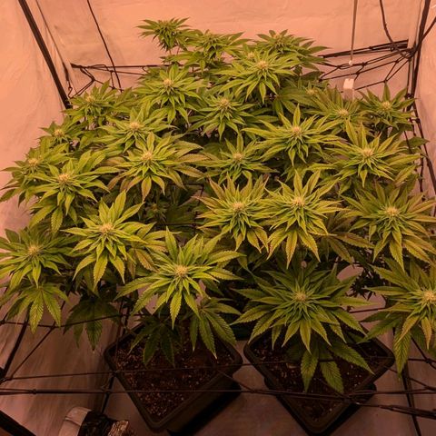 Black Cherry Gusher @ Barneys Farm x Bagpack Boys  growlog timeline photo