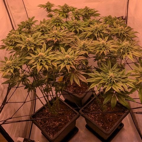 Black Cherry Gusher @ Barneys Farm x Bagpack Boys  growlog timeline photo