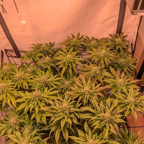 Black Cherry Gusher @ Barneys Farm x Bagpack Boys  growlog timeline photo