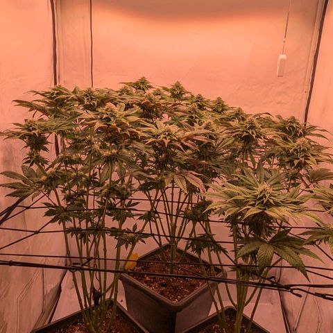 Black Cherry Gusher @ Barneys Farm x Bagpack Boys  growlog timeline photo