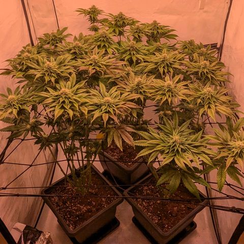 Black Cherry Gusher @ Barneys Farm x Bagpack Boys  growlog timeline photo