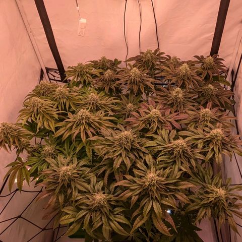 Black Cherry Gusher @ Barneys Farm x Bagpack Boys  growlog photo: Testweise zusätzlich Beleuchtung 80 Watt von unter dem canape 