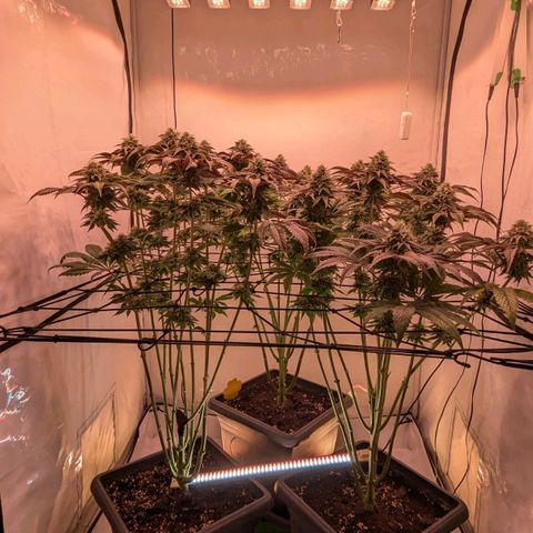 Black Cherry Gusher @ Barneys Farm x Bagpack Boys  growlog photo: Testweise zusätzlich Beleuchtung 80 Watt von unter dem canape 