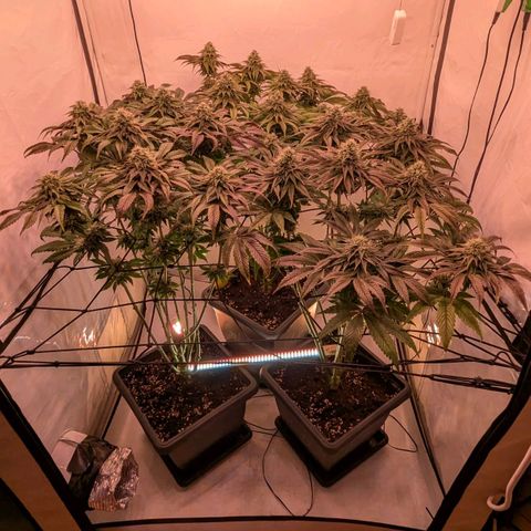 Black Cherry Gusher @ Barneys Farm x Bagpack Boys  growlog photo: Testweise zusätzlich Beleuchtung 80 Watt von unter dem canape 