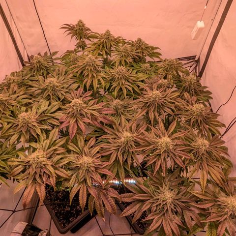 Black Cherry Gusher @ Barneys Farm x Bagpack Boys  growlog photo: Testweise zusätzlich Beleuchtung 80 Watt von unter dem canape 