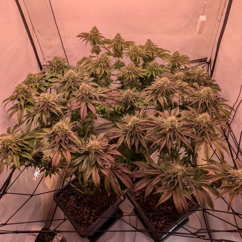 Black Cherry Gusher @ Barneys Farm x Bagpack Boys  growlog photo: Bananen entdeckt , grob die Popcornbuds entfernt und verbliebende Blüten überprüft.