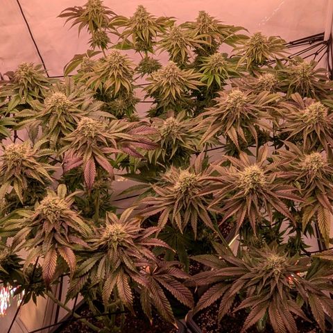 Black Cherry Gusher @ Barneys Farm x Bagpack Boys  growlog photo: Bananen entdeckt , grob die Popcornbuds entfernt und verbliebende Blüten überprüft.