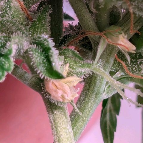 Black Cherry Gusher @ Barneys Farm x Bagpack Boys  growlog photo: Bananen entdeckt , grob die Popcornbuds entfernt und verbliebende Blüten überprüft.