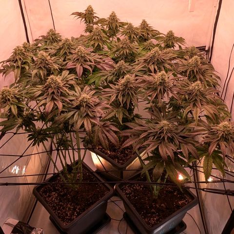 Black Cherry Gusher @ Barneys Farm x Bagpack Boys  growlog photo: Bananen entdeckt , grob die Popcornbuds entfernt und verbliebende Blüten überprüft.