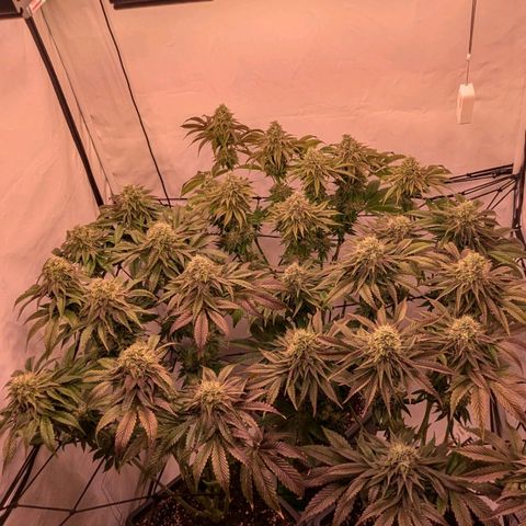 Black Cherry Gusher @ Barneys Farm x Bagpack Boys  growlog timeline photo
