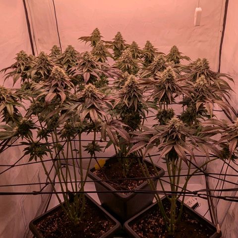 Black Cherry Gusher @ Barneys Farm x Bagpack Boys  growlog timeline photo