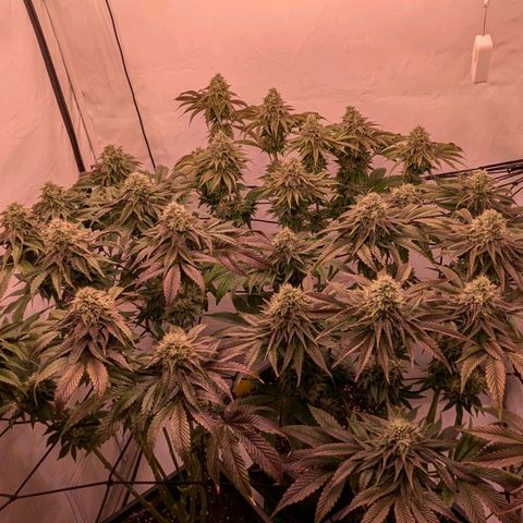 Black Cherry Gusher @ Barneys Farm x Bagpack Boys  growlog timeline photo
