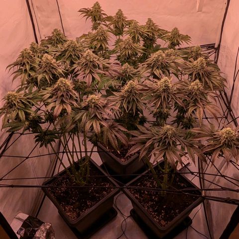 Black Cherry Gusher @ Barneys Farm x Bagpack Boys  growlog timeline photo