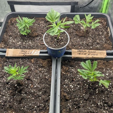 Platinum Jelly x Slurricane und Papaya Punch  growlog timeline photo