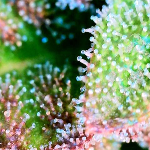 Black Cherry Gusher @ Barneys Farm x Bagpack Boys  growlog timeline photo
