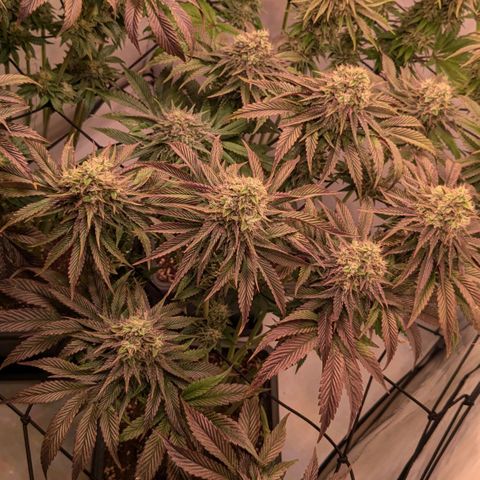 Black Cherry Gusher @ Barneys Farm x Bagpack Boys  growlog timeline photo