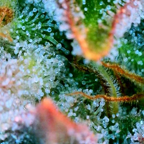 Black Cherry Gusher @ Barneys Farm x Bagpack Boys  growlog timeline photo