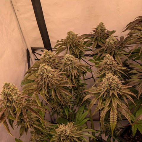 Black Cherry Gusher @ Barneys Farm x Bagpack Boys  growlog timeline photo