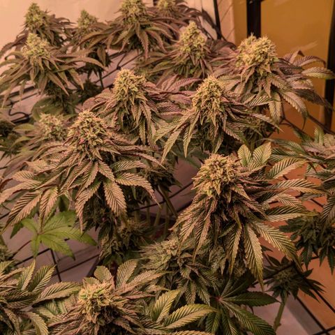 Black Cherry Gusher @ Barneys Farm x Bagpack Boys  growlog timeline photo