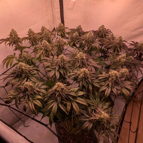 Black Cherry Gusher @ Barneys Farm x Bagpack Boys  growlog timeline photo