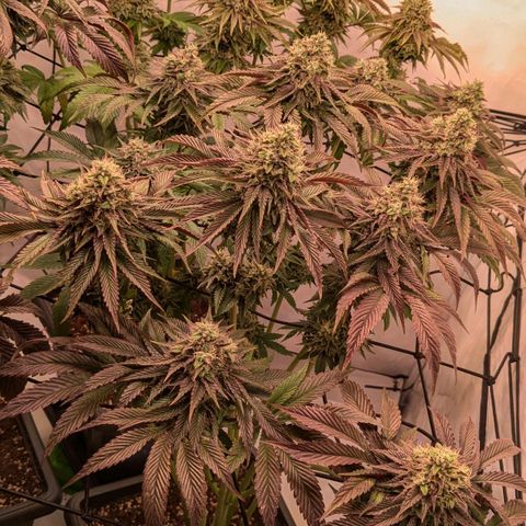 Black Cherry Gusher @ Barneys Farm x Bagpack Boys  growlog timeline photo