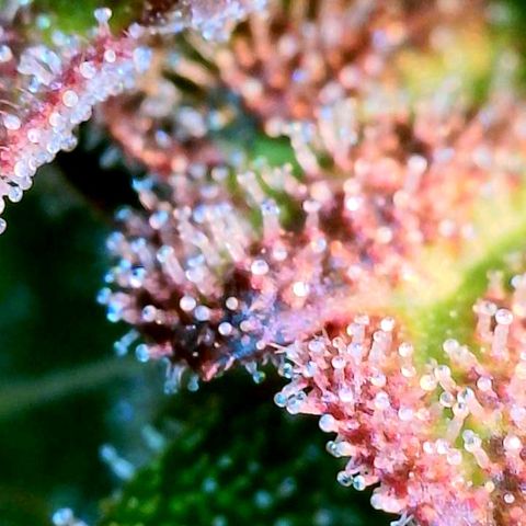 Black Cherry Gusher @ Barneys Farm x Bagpack Boys  growlog timeline photo