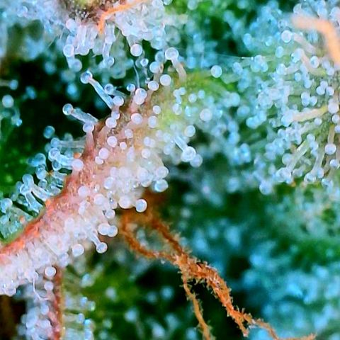 Black Cherry Gusher @ Barneys Farm x Bagpack Boys  growlog timeline photo