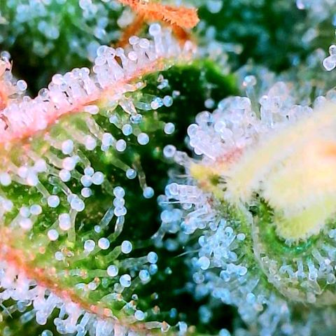 Black Cherry Gusher @ Barneys Farm x Bagpack Boys  growlog timeline photo