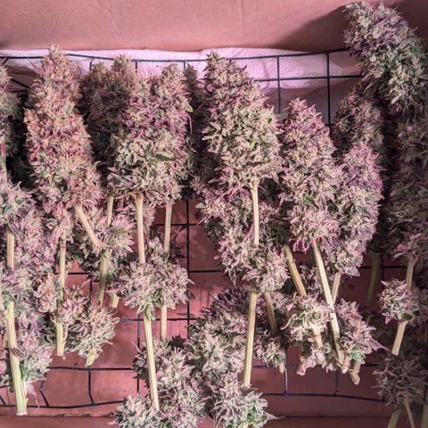 Black Cherry Gusher @ Barneys Farm x Bagpack Boys  growlog timeline photo