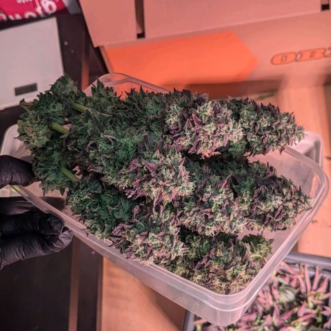Black Cherry Gusher @ Barneys Farm x Bagpack Boys  growlog timeline photo