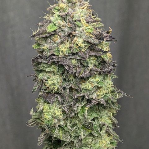 Black Cherry Gusher @ Barneys Farm x Bagpack Boys  growlog timeline photo