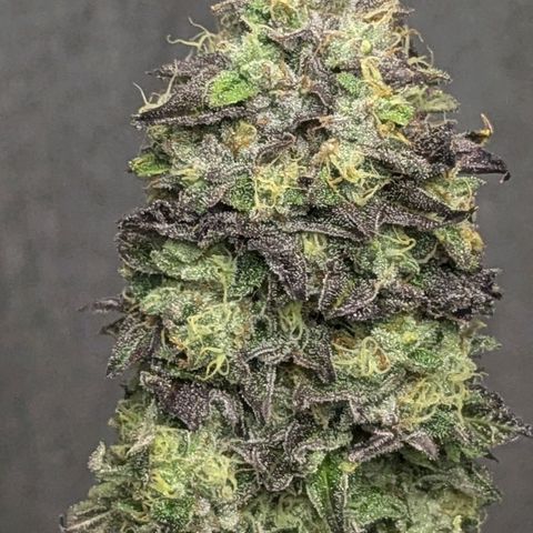 Black Cherry Gusher @ Barneys Farm x Bagpack Boys  growlog timeline photo