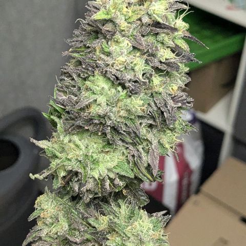 Black Cherry Gusher @ Barneys Farm x Bagpack Boys  growlog timeline photo