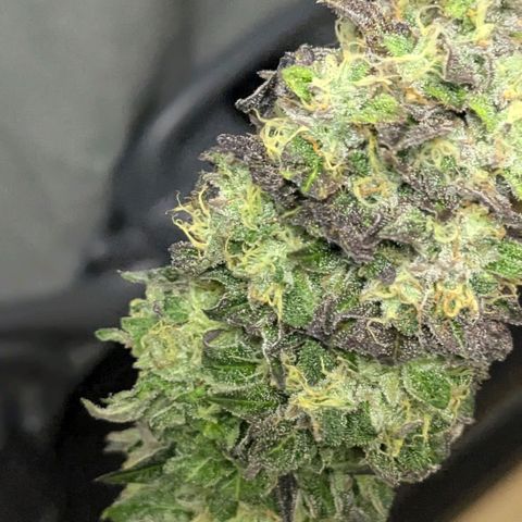 Black Cherry Gusher @ Barneys Farm x Bagpack Boys  growlog timeline photo