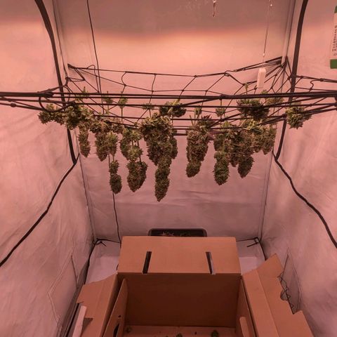 Black Cherry Gusher @ Barneys Farm x Bagpack Boys  growlog timeline photo