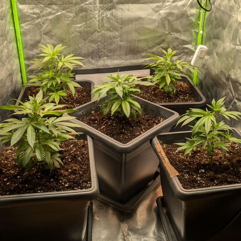 Platinum Jelly x Slurricane und Papaya Punch  growlog timeline photo