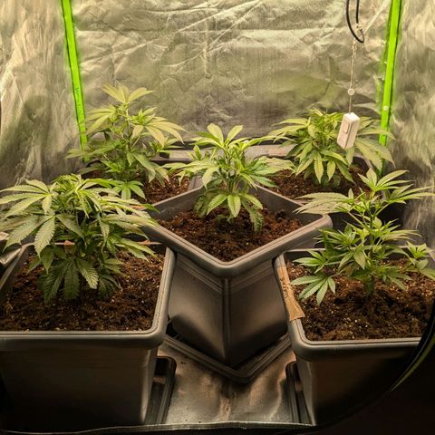 Platinum Jelly x Slurricane und Papaya Punch  growlog photo: Getoppt 