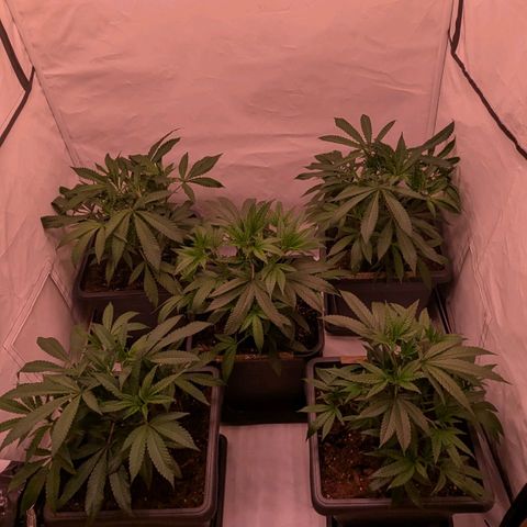 Platinum Jelly x Slurricane und Papaya Punch  growlog photo: Umzug 