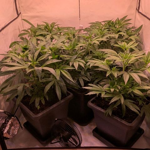 Platinum Jelly x Slurricane und Papaya Punch  growlog timeline photo