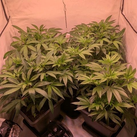 Platinum Jelly x Slurricane und Papaya Punch  growlog timeline photo
