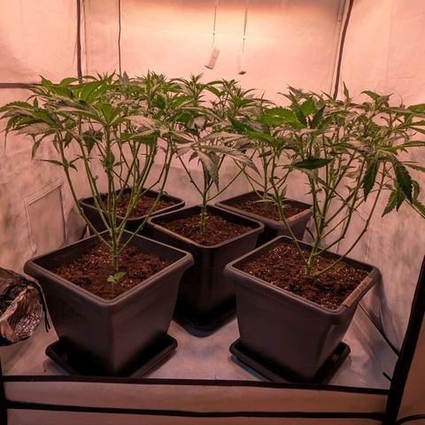 Platinum Jelly x Slurricane und Papaya Punch  growlog photo: 1. und hoffentlich einzige mal entlauben und Netz reinziehen .