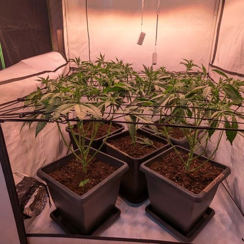 Platinum Jelly x Slurricane und Papaya Punch  growlog photo: 1. und hoffentlich einzige mal entlauben und Netz reinziehen .