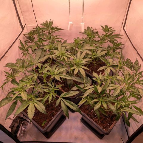 Platinum Jelly x Slurricane und Papaya Punch  growlog photo: 1. und hoffentlich einzige mal entlauben und Netz reinziehen .