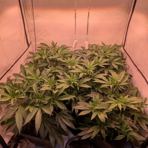 Platinum Jelly x Slurricane und Papaya Punch  growlog photo: 1. und hoffentlich einzige mal entlauben und Netz reinziehen .