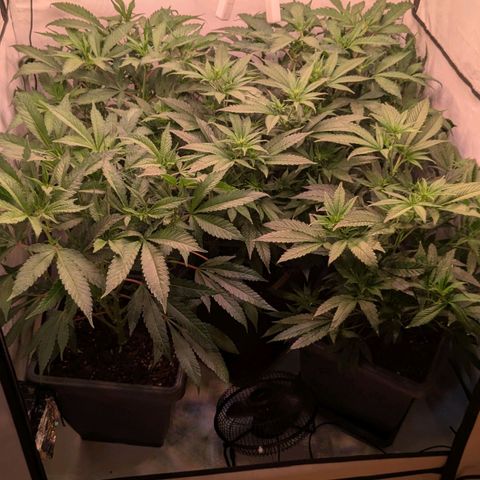 Platinum Jelly x Slurricane und Papaya Punch  growlog photo: 1. und hoffentlich einzige mal entlauben und Netz reinziehen .