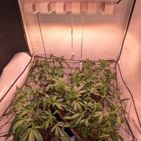 Platinum Jelly x Slurricane und Papaya Punch  growlog photo: 1. und hoffentlich einzige mal entlauben und Netz reinziehen .
