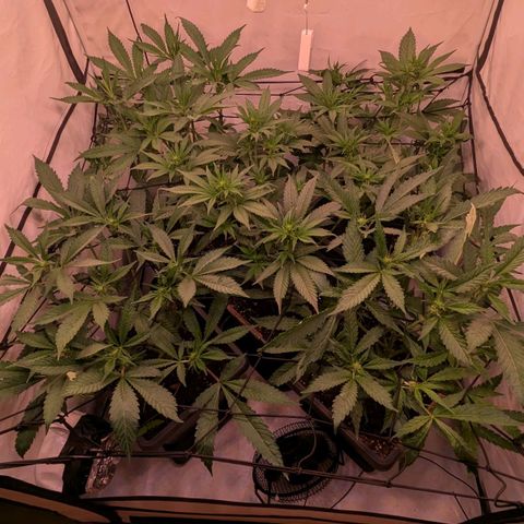 Platinum Jelly x Slurricane und Papaya Punch  growlog timeline photo