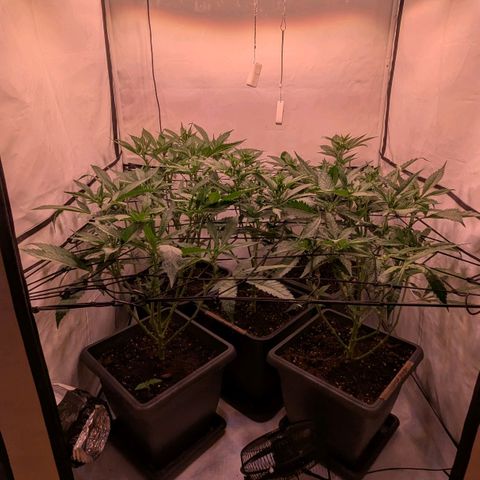 Platinum Jelly x Slurricane und Papaya Punch  growlog timeline photo