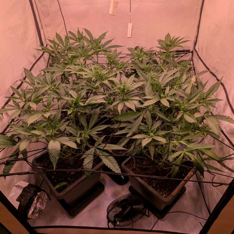 Platinum Jelly x Slurricane und Papaya Punch  growlog timeline photo