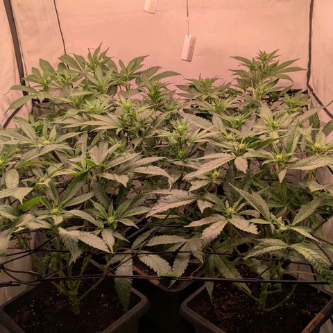 Platinum Jelly x Slurricane und Papaya Punch  growlog timeline photo